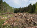 Земли Химкинского леса под застройку появились в свободной продаже