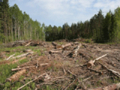 Власти РФ приняли решение уничтожить Химкинский лес в пользу платной трассы
